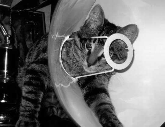 Как кот уничтожил суперсекретную операцию ЦРУ против СССР? 5 лет тяжелой работы в пустую... (2021)