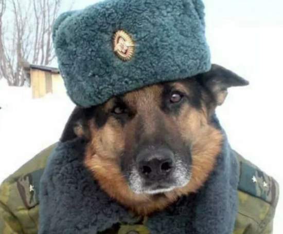 Как пойти в армию со своей собакой? Реальная служба военных кинологов в армии РФ (2020)