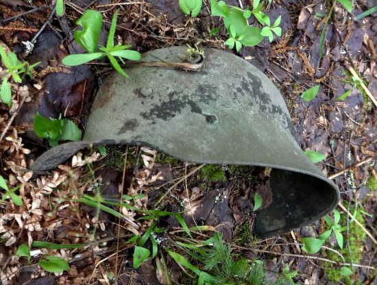 Нетронутый после войны лес - легендарный КАРЕЛЬСКИЙ СОХРАН. Как такое возможно? (2021)